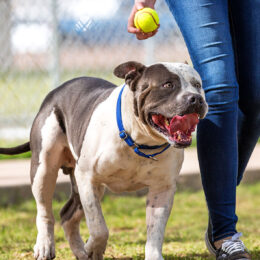 Dog at dog park