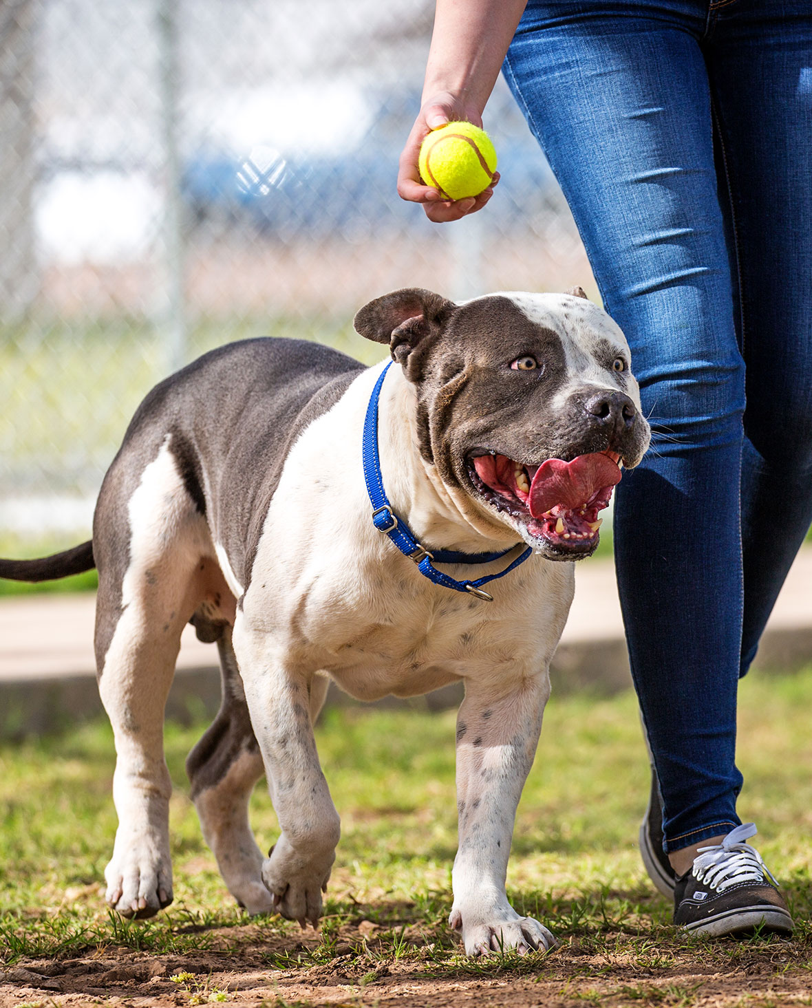 Dog at dog park
