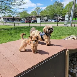 Dogs playing at Harrison - Bruce Park Bark Park