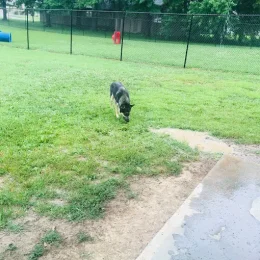 Dogs playing at Harrison - Bruce Park Bark Park