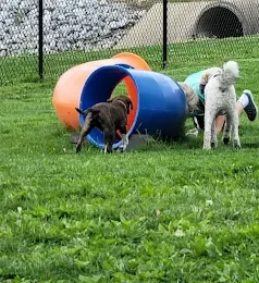 Dogs playing at Harrison - Bruce Park Bark Park