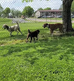 Dogs playing at Harrison - Bruce Park Bark Park