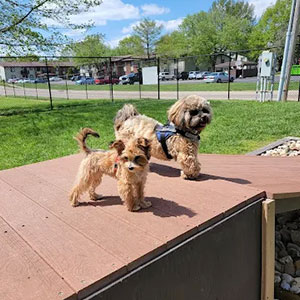 Dogs playing and the Bark Park